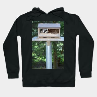 Why the songbirds don't arrive... Hoodie